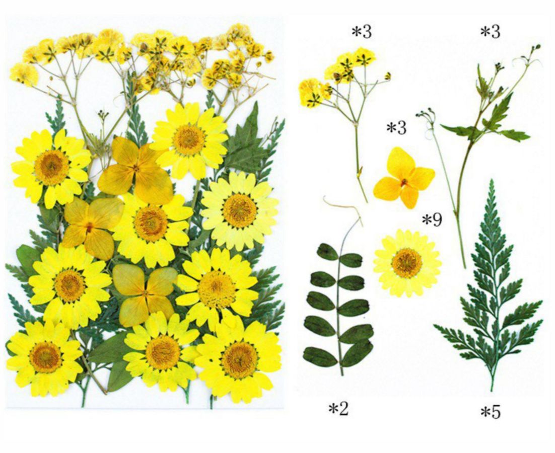 Big Mixed Yellow Pressed Flower Pack