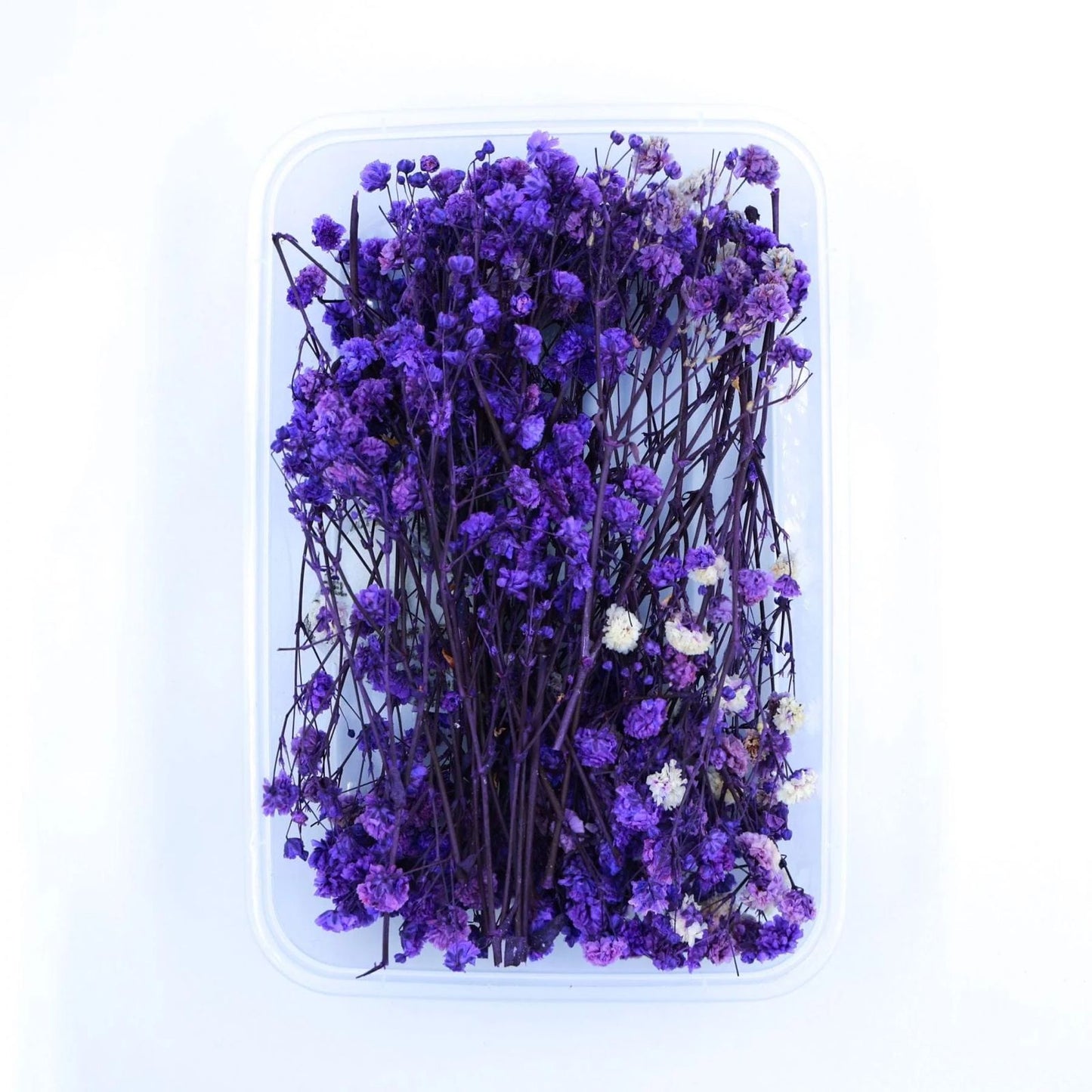 Baby Breath(Gypsy)