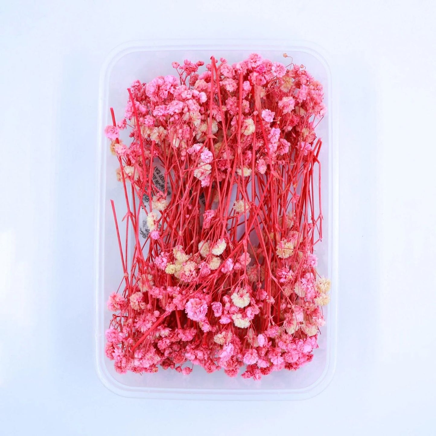Baby Breath(Gypsy)