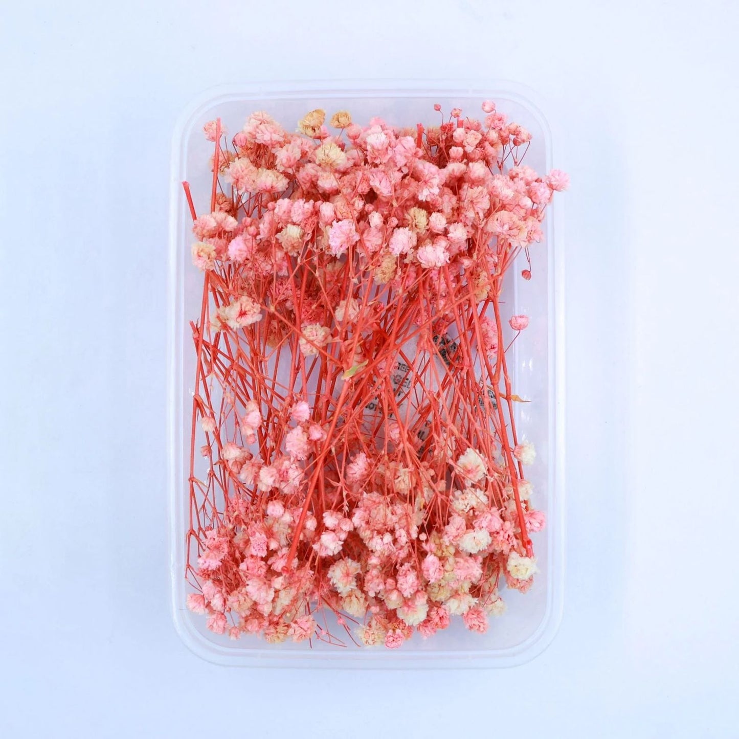 Baby Breath(Gypsy)