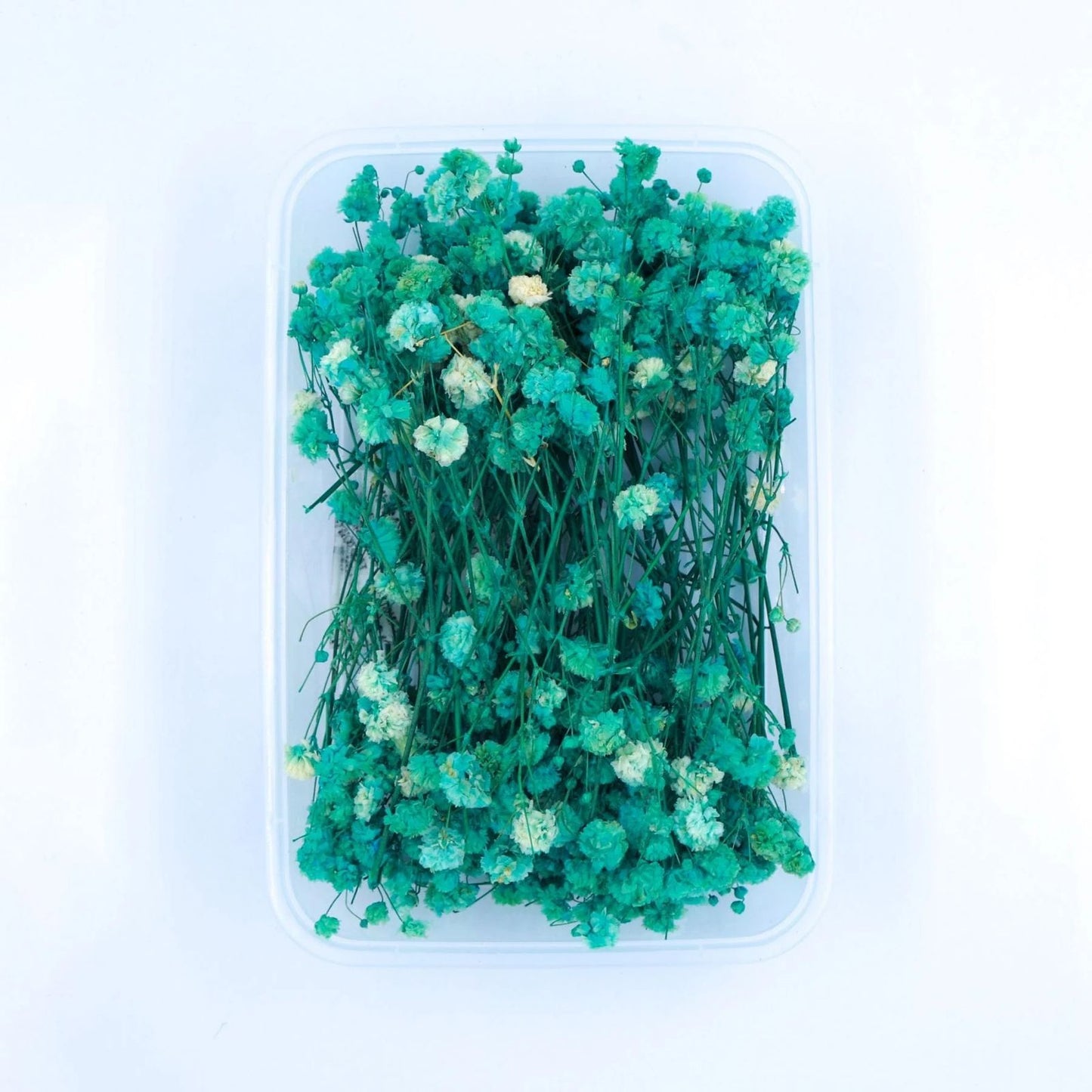 Baby Breath(Gypsy)