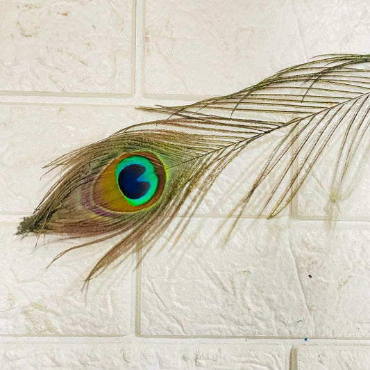 Peacock Feather (Morpankh)